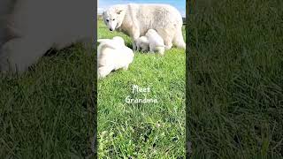 5 week old White Swiss Shepherd puppies love their grandma!