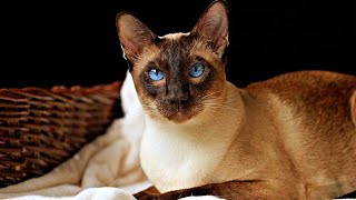 From Siamese to Korat: The 7 Must-See Cat Breeds from Thailand