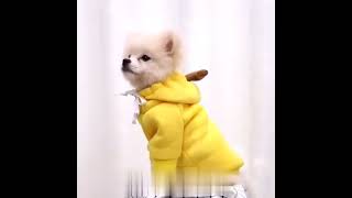 Dog Hoodies