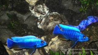 Sciaenochromis fryeri (Electric Blue, Васильковый хаплохромис)