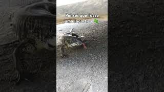 Será que uma lagartixa 🦎 #oquedeusestafazendoagora #animals