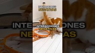 Interacciones negativas entre GATOS BEBÉS  y GATOS ADULTOS @lakarenysusgatos