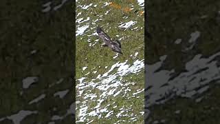 Golden eagle in flight / Aigle royal en vol #nature #suisse #wildlife #eagle