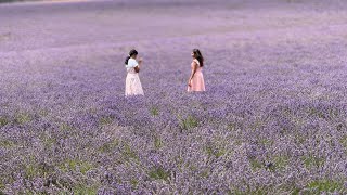 Harvest Serenity: Bridestowe Lavender Farm in Tasmania | Relaxation in 4K HDR