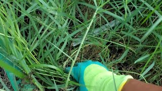 Pulling WEEDS! Garden Clean Up #growyourownfood #enjoygardening #pullingweeds