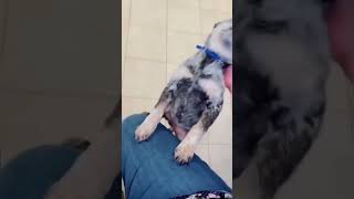 Funny Dogs 🐶🐶 Episode28 #shorts