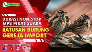 HITUNGAN MENIT PASTI BURUNG GEREJA DATANG