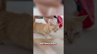 Cómo Reducir el Estrés de Tu Gato- Consejos Efectivos