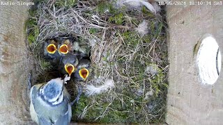 Die Küken bei Radio Siegen sehen fast aus wie Blaumeisen! | 18.05.2024