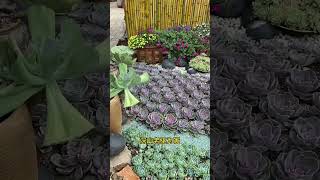 Beautiful Succulent garden #shorts