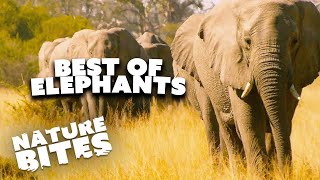 Exploring the Enchanting World of Elephants- Unforgettable Moments Unveiled