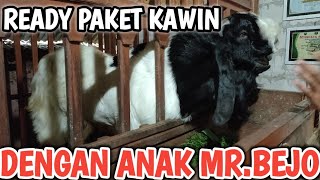 READY BETINA PAKET KAWIN ANAK MR.BEJO