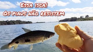 Pesca de piau no rio com isca infalível.       #pescaria #peixe #piau #pesca #fishing #videoviral