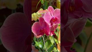 #entreplantasconjen #plantas #flores #orquideas