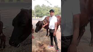 आगेआगे गया piche piche Bal #cow #funny #song #saritaverma