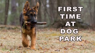 German Shepherd Puppy First Time at Dog Park