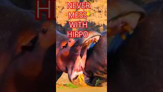 HIPPO are dangerous than you think.   #hippopotumus #wildlife #animals #attack