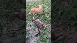 Tabby Cat Rejects Orange Cat