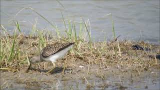 common sandpiper