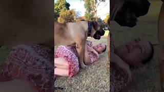 Boerboel’s Arguing PLAYFULLY Over Who’s Mumma it is #trending #boerboel #doglover