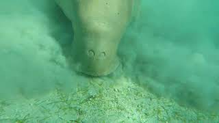 two_dugongs