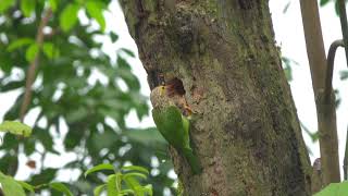 Lineated Barbet constructing nest at Singapore Botanic Gardens