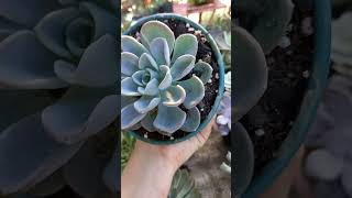 Echeveria Orpet