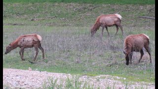 GO HERE FOR YOUR ANIMAL SAFARI EXPERIENCE IN ST. LOUIS