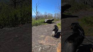 Stay tuned for an amazing hike video! 🥾🏞️ #adventure #nature #hiking #dog #australianshepherd