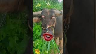 Buffalo must funny video #ytviral #buffalofarm #viralvideo #viralshorts #animalanimalanimals