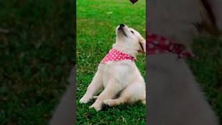 Anjing Lucu #anjing #shorts dog #shortvideo #yearofyou