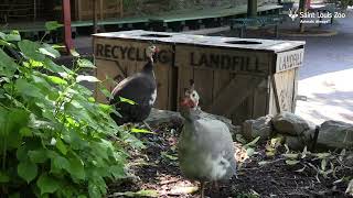 Avian dinosaurs at the Saint Louis Zoo