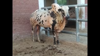 Dhani Cattle | Cattle breeds of Pakistan (4) | DMJ