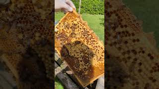 Schwarmkontrolle - ziemlich brave Bienen 🥰