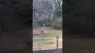 Deer playing in backyard ❤️