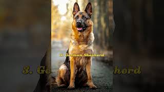 Top 5 Most Dangerous Dog Breeds #shorts #dog