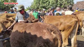 Harga sapi dOro rabo wage pasar Kabuh jombang