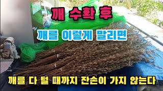 깨 수확 후 깨를 이렇게 말리면 깨를 다 털 때까지 잔손이 가지 않는다.