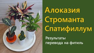 АЛОКАЗИЯ, СТРОМАНТА, СПАТИФИЛЛУМ: результаты пересадки на фитиль