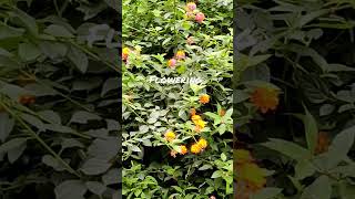 Flowering #viral #viralshort #viralshort #shorts #short #gardeningshorts