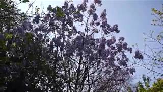 Cherry Blossom, Regent’s Park - 7.4.2017 - Part 1 of 2