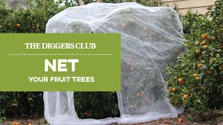 How to net fruit trees