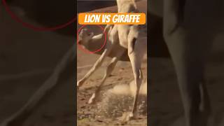 Lion Vs Giraffe #animals #wildlife #wildanimals