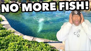 Adding RARE Fish to BACKYARD POND!