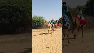 camel race in desert 🏜  #shorts  #shortvideo  #youtubeshorts