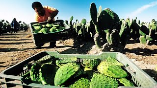 The Life Cycle of Cochineal Cactus | Modern Agricultural Plant of Cactus  Harvest Cochineal Insects