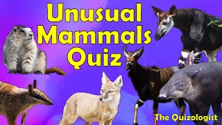 Rare or unusual animal quiz