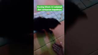 anak kucing hitam ini selamat dari terkaman bapaknya | mitos anak kucing berwarna hitam jadi ancaman