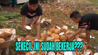 ANAK KECIL KERJA KOPRA KELAPA