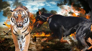 Doberman vs Tiger